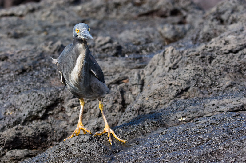 Lava Heron